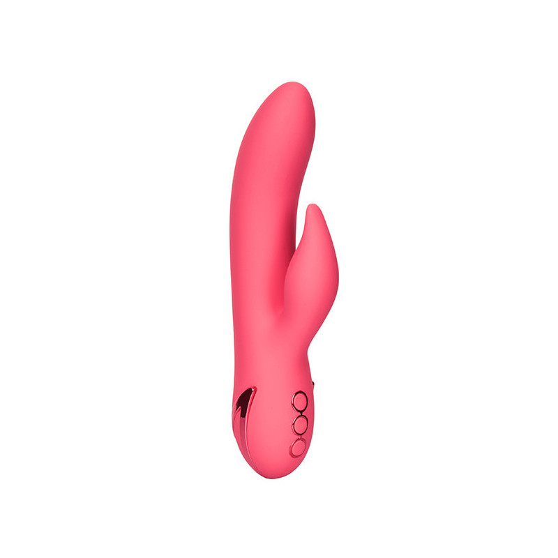 Lapin de San Francisco Sweetheart rose