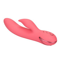 Lapin de San Francisco Sweetheart rose