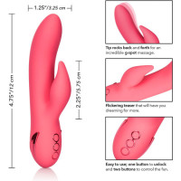 Lapin de San Francisco Sweetheart rose