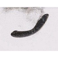 Womanizer OG Slate Point G